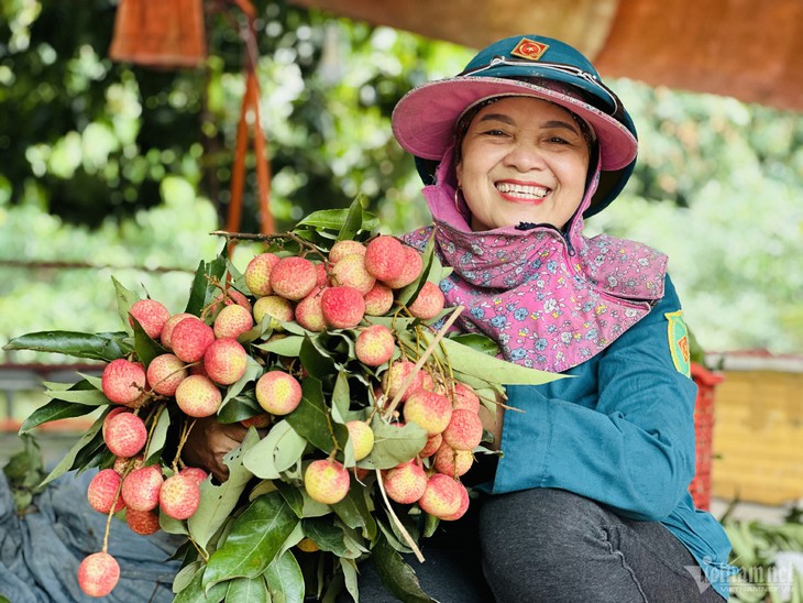Loại vải thiều đặc biệt: Khách tranh mua, thu 800 triệu/ha dân vẫn 'ngại' trồng - Ảnh 4.