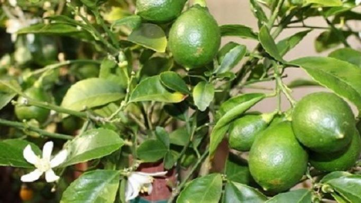 Chanh - vị thuốc đa năng - Ảnh 1.