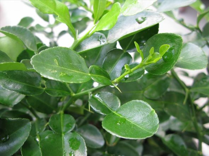 Chanh - vị thuốc đa năng - Ảnh 3.