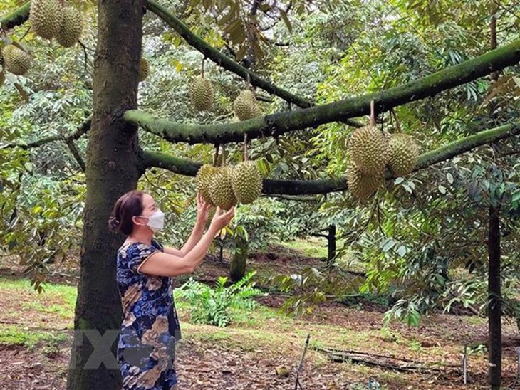 Sầu riêng Ri6 của Việt Nam đã có mặt tại các siêu thị ở Anh - Ảnh 1.
