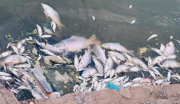 Cá chết nổi trắng hồ điều hòa lớn nhất TP Hà Tĩnh - Ảnh 2.