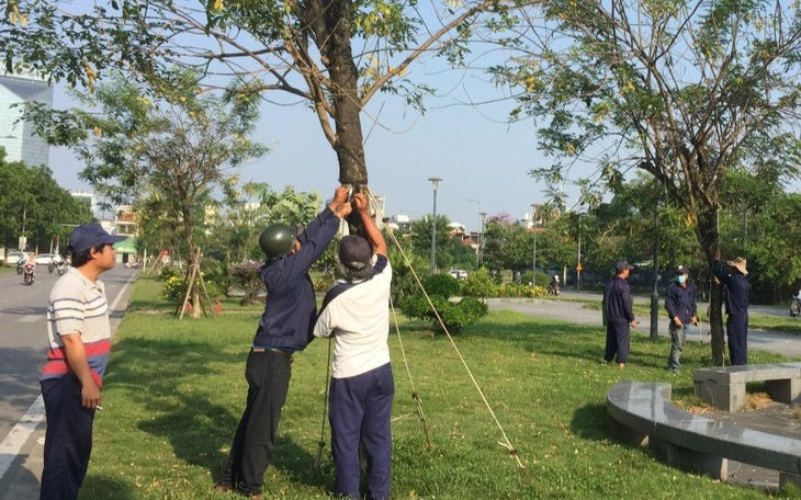 'Gỡ trói' cho hàng loạt cây xanh sau phản ánh của Báo Sức khỏe & Đời sống