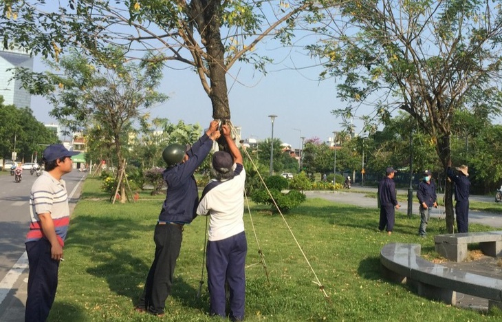 "Gỡ trói" cho hàng loạt cây xanh sau phản ánh của Báo Sức khỏe & Đời sống - Ảnh 1.