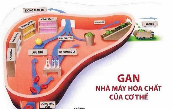 Phục hồi chức năng gan: Đừng để 
