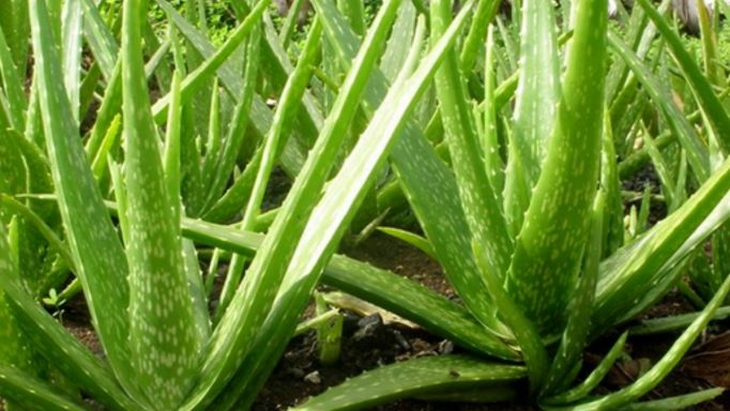 Lô hội – đẹp da, thanh nhiệt, nhuận tràng - Ảnh 1.