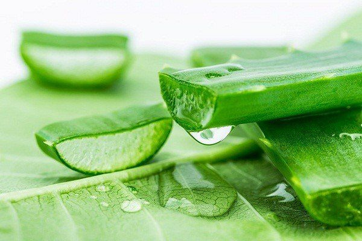 Lô hội – đẹp da, thanh nhiệt, nhuận tràng - Ảnh 2.