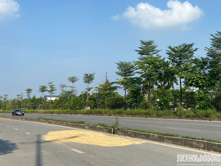 Người dân "tùy tiện" phơi thóc lúa trên đường, tiềm ẩn nhiều nguy hiểm - Ảnh 1. Người dân "tùy tiện" phơi thóc lúa trên đường, tiềm ẩn nhiều nguy hiểm - Ảnh 1.
