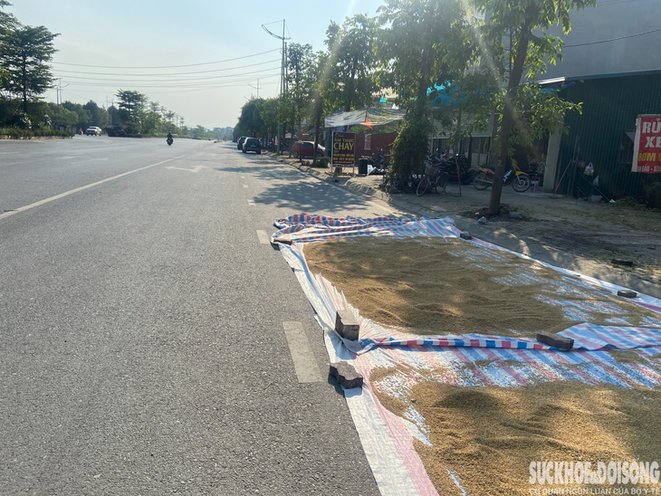 Người dân "tùy tiện" phơi thóc lúa trên đường, tiềm ẩn nhiều nguy hiểm - Ảnh 2. Người dân "tùy tiện" phơi thóc lúa trên đường, tiềm ẩn nhiều nguy hiểm - Ảnh 2.