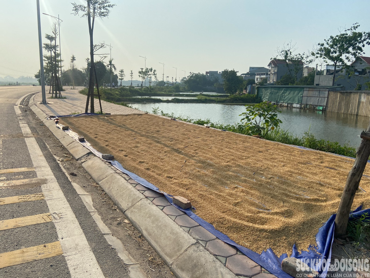 Người dân "tùy tiện" phơi thóc lúa trên đường, tiềm ẩn nhiều nguy hiểm - Ảnh 4. Người dân "tùy tiện" phơi thóc lúa trên đường, tiềm ẩn nhiều nguy hiểm - Ảnh 4.