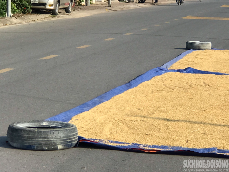 Người dân "tùy tiện" phơi thóc lúa trên đường, tiềm ẩn nhiều nguy hiểm - Ảnh 7. Người dân "tùy tiện" phơi thóc lúa trên đường, tiềm ẩn nhiều nguy hiểm - Ảnh 7.