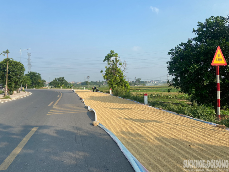 Người dân "tùy tiện" phơi thóc lúa trên đường, tiềm ẩn nhiều nguy hiểm - Ảnh 8. Người dân "tùy tiện" phơi thóc lúa trên đường, tiềm ẩn nhiều nguy hiểm - Ảnh 8.