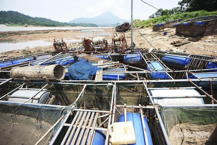 Người nuôi cá lồng lao đao vì nước sông đà cạn "trơ đáy" - Ảnh 1.