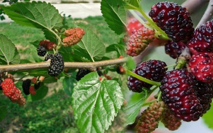 Dâu tằm – cây thuốc hỗ trợ điều trị viêm họng mùa hè