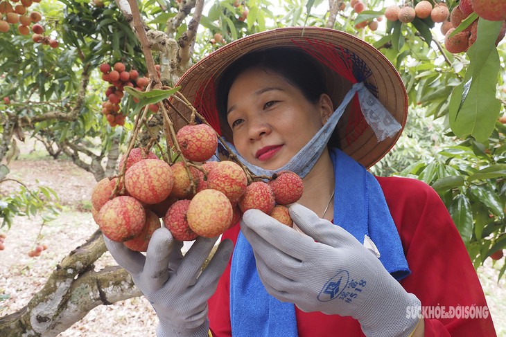 Nam thanh nữ tú "vã mồ hôi" tham gia thi hái vải nhanh - Ảnh 2.