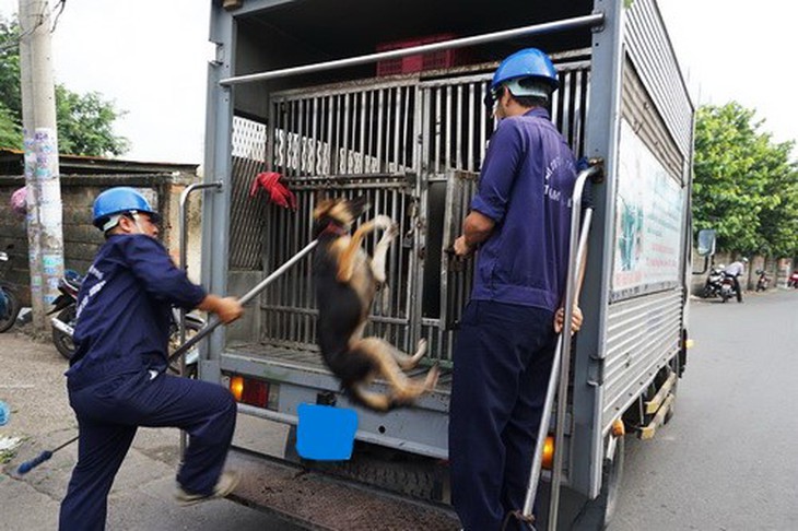 Hà Nội: Tăng cường hoạt động bắt chó thả rông trong các khu đô thị - Ảnh 3.