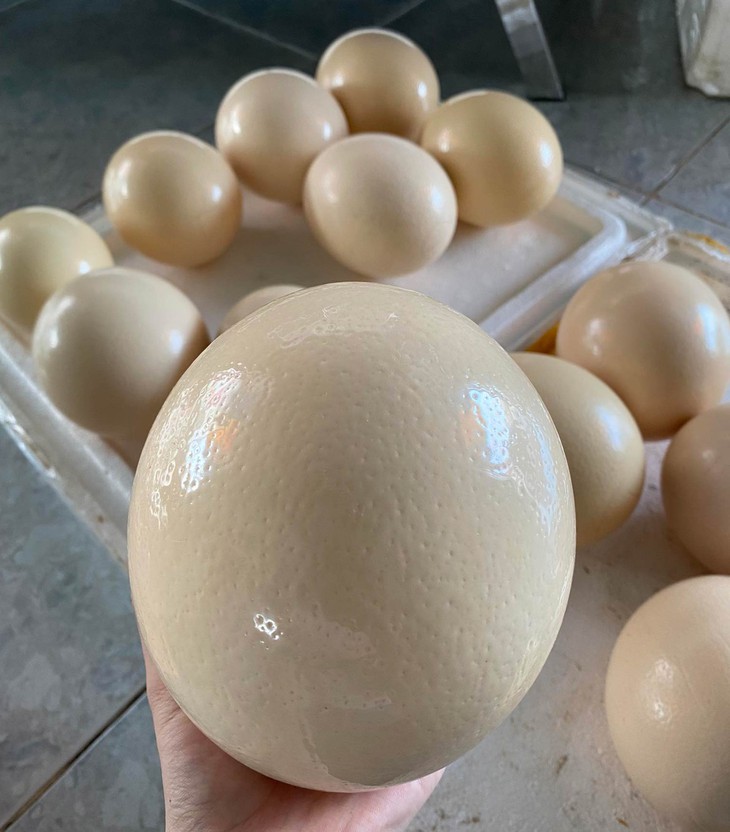 Loại trứng giá nửa triệu đồng một quả vẫn đắt hàng - Ảnh 1.
