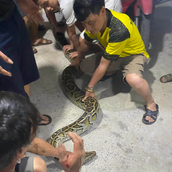 Trăn 'khủng' bò vào nhà dân săn gà - Ảnh 2.