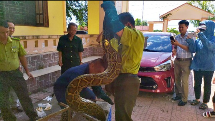 Trăn 'khủng' bò vào nhà dân săn gà - Ảnh 3.