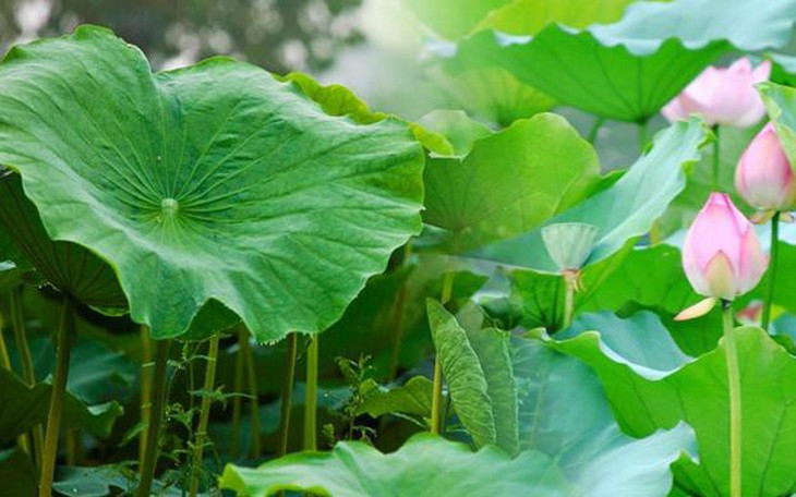 5 bài thuốc từ lá sen