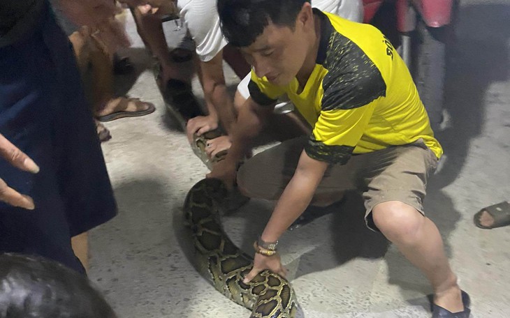 Trăn "khủng" bò vào nhà dân săn gà