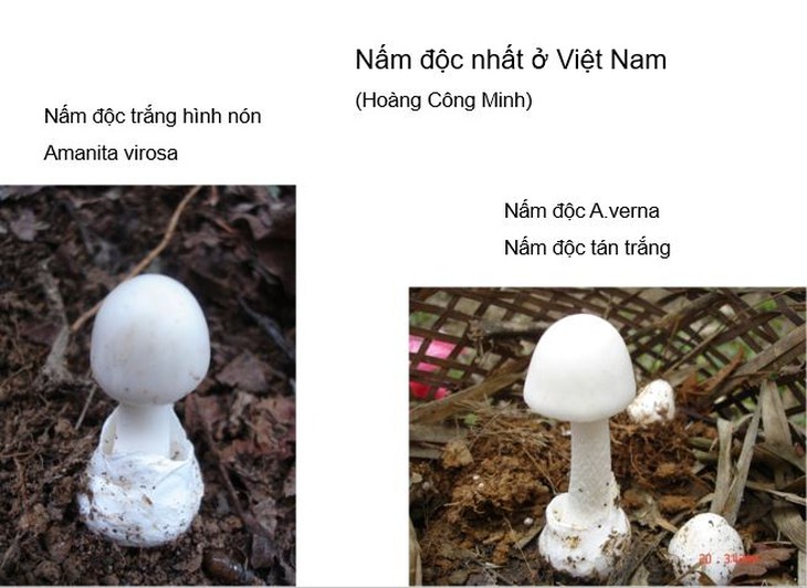 Liên tiếp xảy ra các vụ ngộ độc nấm lạ, chuyên gia bày cách xử lý khi ăn phải - Ảnh 2.