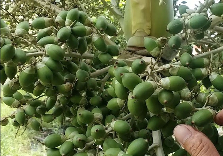 Loại quả trước đây được trồng làm cảnh, giờ trở thành món ăn đặc sản có giá đắt đỏ - Ảnh 1.