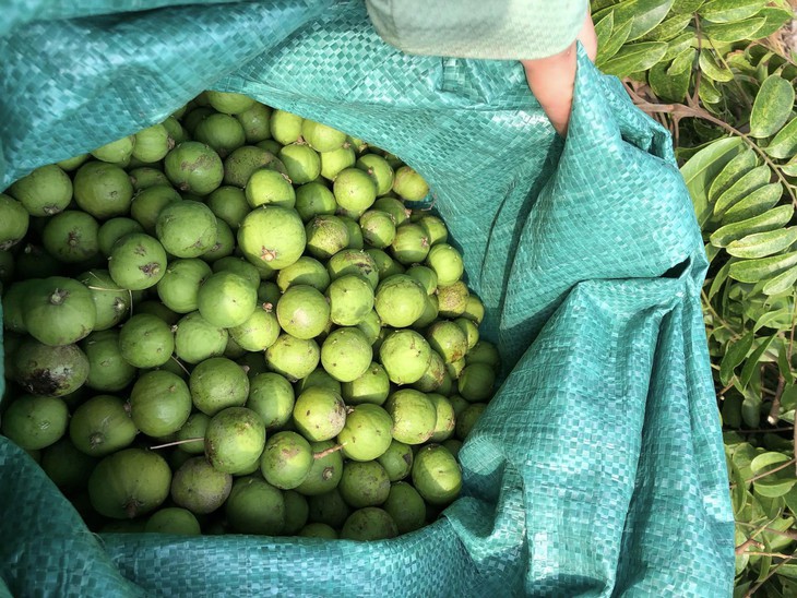Sự thật sầu riêng giá chỉ 49.000 đồng/kg, bơ đặc sản rẻ hiếm thấy - Ảnh 2.