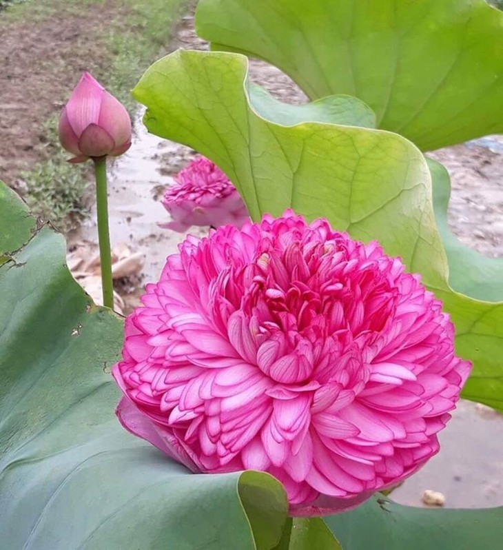Những loại hoa gây "sốt" một thời giờ rớt giá thê thảm - Ảnh 1.