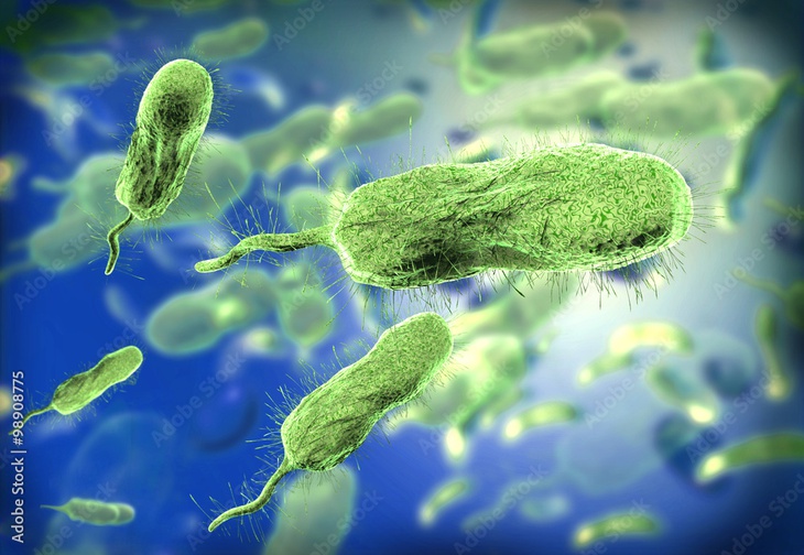 Ngâm hàu trong nước cốt chanh có diệt được vi khuẩn Vibrio vulnificus nguy hiểm? - Ảnh 2. Ngâm hàu trong nước cốt chanh có diệt được vi khuẩn Vibrio vulnificus nguy hiểm? - Ảnh 2.