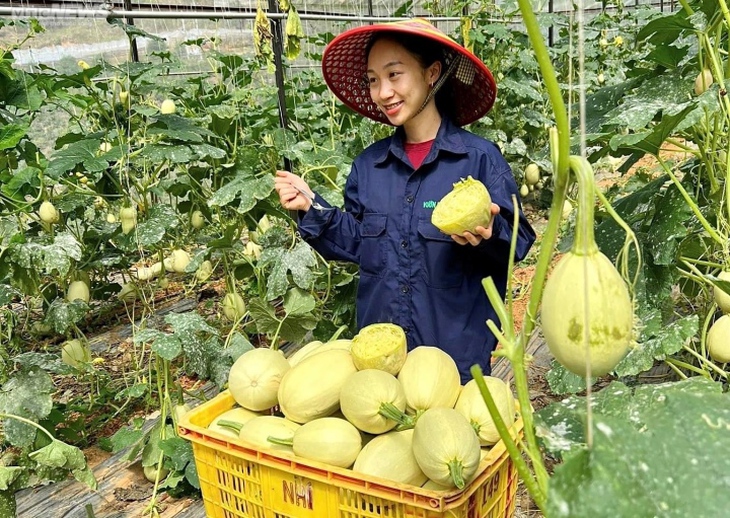 Độc lạ giống bí 'sợi mì', trồng bao nhiêu cũng không đủ bán - Ảnh 1.