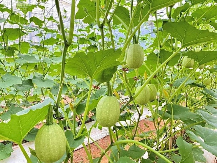 Độc lạ giống bí 'sợi mì', trồng bao nhiêu cũng không đủ bán - Ảnh 2.