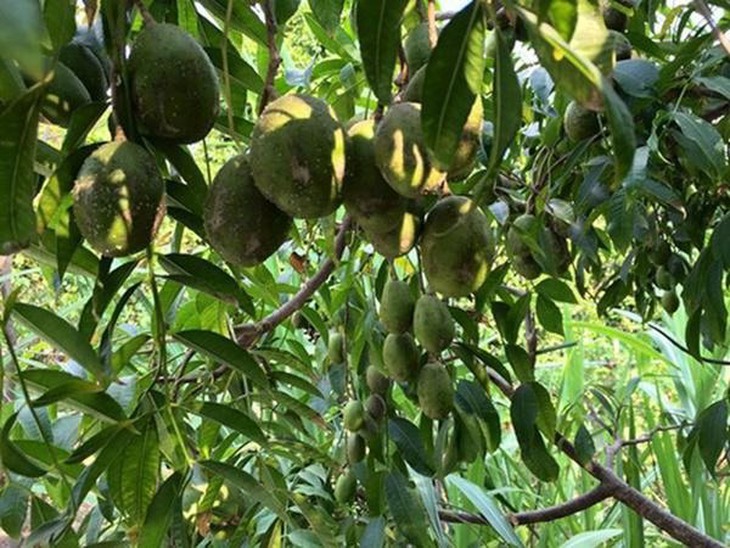 Dấu ấn Phật giáo trong căn biệt thự của diễn viên Việt Trinh - Ảnh 13. Dấu ấn Phật giáo trong căn biệt thự của diễn viên Việt Trinh - Ảnh 13.
