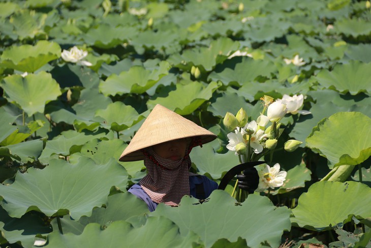Nông dân dầm mình dưới bùn thu hoạch sen - Ảnh 6.