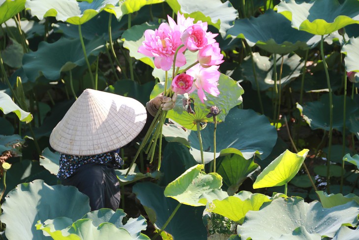 Nông dân dầm mình dưới bùn thu hoạch sen - Ảnh 11.