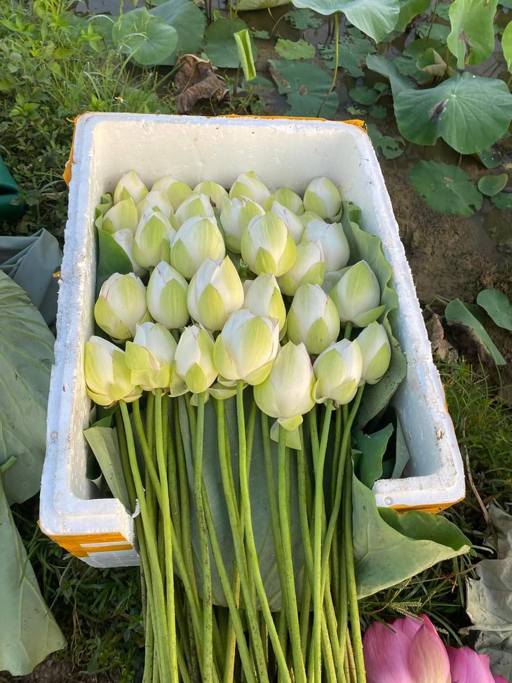 Nông dân Hà Tĩnh dầm mình dưới bùn thu hoạch sen - Ảnh 9.