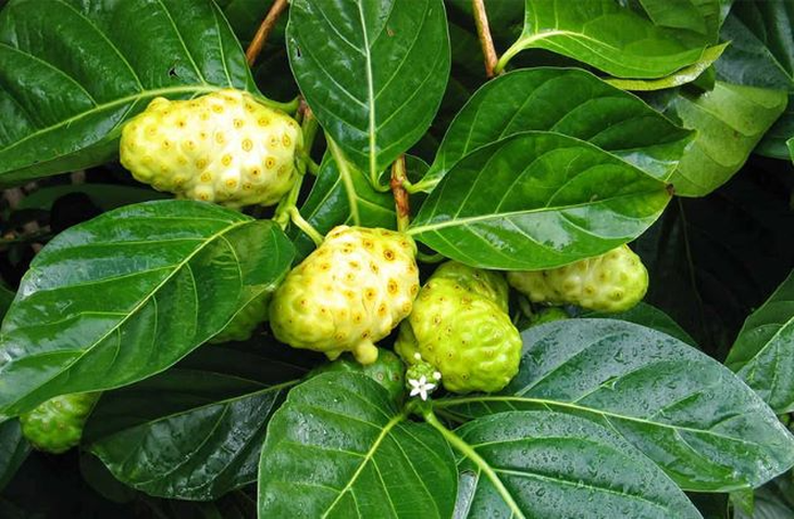 Cây nhàu – chữa tăng huyết áp, ho, nhuận tràng - Ảnh 3. Cây nhàu – chữa tăng huyết áp, ho, nhuận tràng - Ảnh 3.