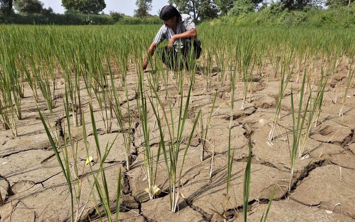El Nino chính thức xuất hiện, hạn hán và nắng nóng thêm nghiêm trọng