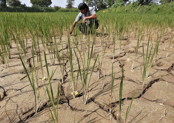 El Nino chính thức xuất hiện, hạn hán và nắng nóng thêm nghiêm trọng - Ảnh 2. El Nino chính thức xuất hiện, hạn hán và nắng nóng thêm nghiêm trọng - Ảnh 2.