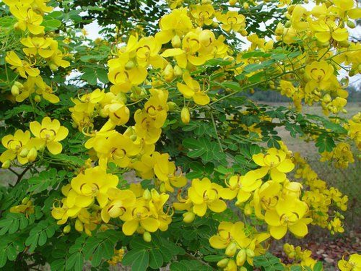 Phan tả diệp chữa táo bón – dùng thế nào cho đúng? - Ảnh 1.