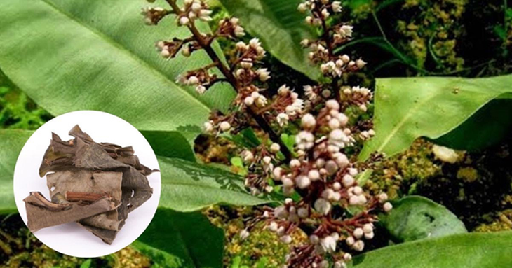 Kacip Fatimah – "Thần dược tình yêu" cho phái đẹp - Ảnh 1. Kacip Fatimah – "Thần dược tình yêu" cho phái đẹp - Ảnh 1.