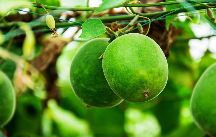 Chất làm ngọt nhân tạo gây tranh cãi trong nhiều thập kỷ có những ưu và nhược điểm gì? - Ảnh 2. Chất làm ngọt nhân tạo gây tranh cãi trong nhiều thập kỷ có những ưu và nhược điểm gì? - Ảnh 2.