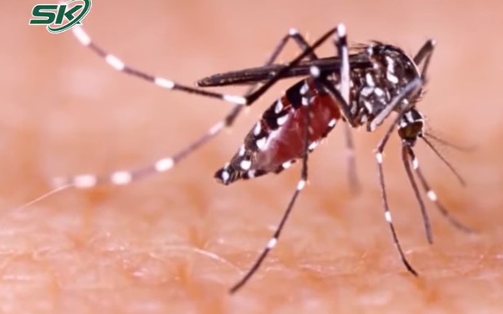 Đột biến gene liên quan đến muỗi sốt xuất huyết Aedes aegypti kháng hóa chất diệt côn trùng