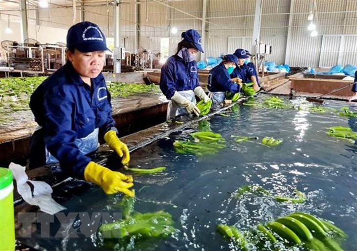Kim ngạch xuất khẩu rau quả cả năm có thể đạt 5 tỷ USD vào cuối năm - Ảnh 1.