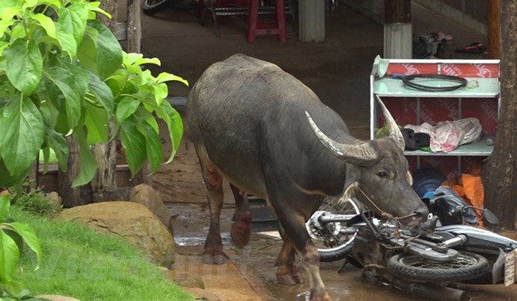 “Trâu điên” húc bị thương 5 người, phá hỏng nhiều tài sản - Ảnh 1.