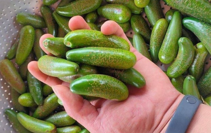 Bơ mi ni, bơ 'khổng lồ', bơ dài nửa mét gây sốt tại Việt Nam - Ảnh 1.