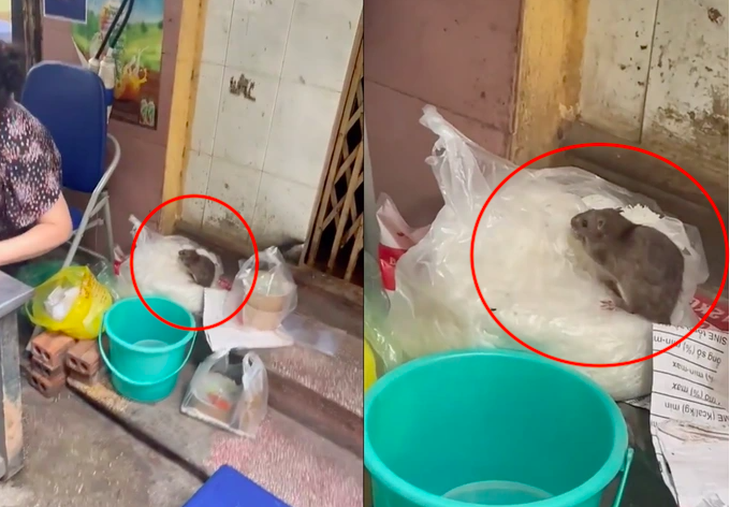 Vụ chuột cống "ngồi" chễm chệ trên túi bún ở Hà Nội: Chủ quán suy sụp tinh thần, hãi hùng kể lại giây phút xua đuổi con chuột 'lỳ đòn' - Ảnh 5.