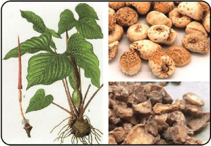 4 bài thuốc trị chứng chóng mặt - Ảnh 2. 4 bài thuốc trị chứng chóng mặt - Ảnh 2.