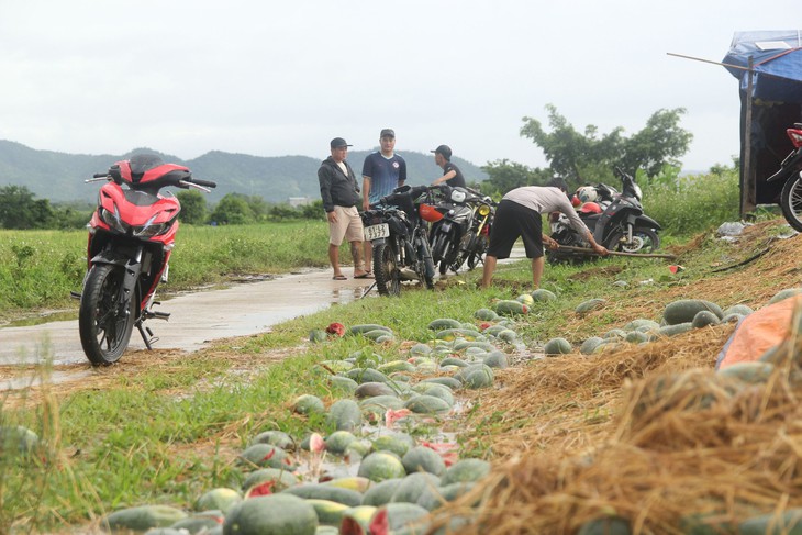 Xót xa hàng nghìn quả dưa hấu thối rữa, vứt lăn lóc - Ảnh 3.