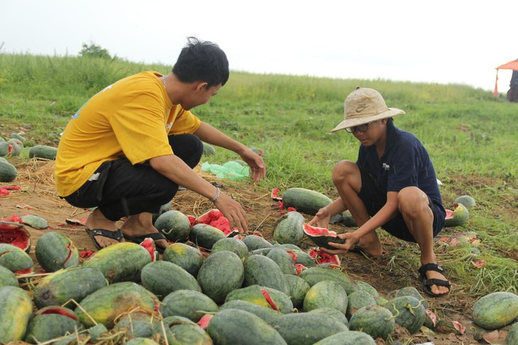 Xót xa hàng nghìn quả dưa hấu thối rữa, vứt lăn lóc - Ảnh 2.