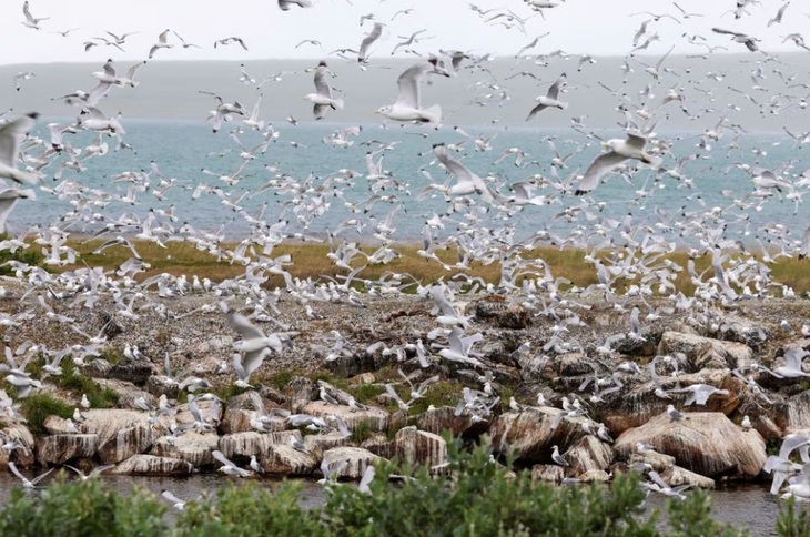 Biến thể cúm H5N1 lưu hành ở mòng biển tại Phần Lan và Na Uy, hàng nghìn chim hoang dã chết - Ảnh 3. Biến thể cúm H5N1 lưu hành ở mòng biển tại Phần Lan và Na Uy, hàng nghìn chim hoang dã chết - Ảnh 3.